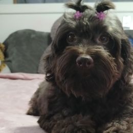 Dalmatians and Havanese from Anni's Spots