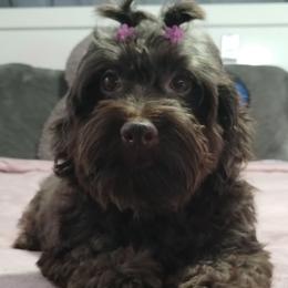Dalmatians and Havanese from Anni's Spots