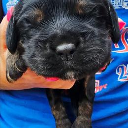 Finn - Black white and tan male Cockapoo puppy in Indiahoma, Oklahoma from Phamily Doodles