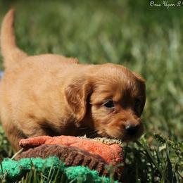 Polly Light Pink Girl - Dark golden female Golden Retriever puppy in Idaho Falls, Idaho from Once Upon A Dream Kennels