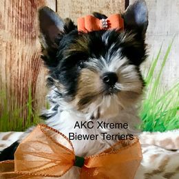 Xtreme Boy 2 - Black tan and white male Biewer Terrier puppy in Jonestown, Pennsylvania from AKC Xtreme Biewer Terriers...