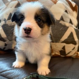 Kylo - Red male Pembroke Welsh Corgi puppy in Battle Ground, Washington from Westbrooke Kennels