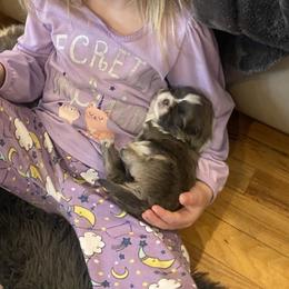 Muffin - Blue and white male Shih Tzu puppy in Riverhead, New York from Eastern Long Island Shih Tzu