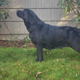 Piper - Labrador Retriever