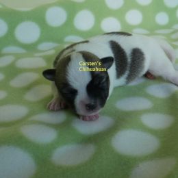 Chihuahua puppies from Carsten's Chihuahuas