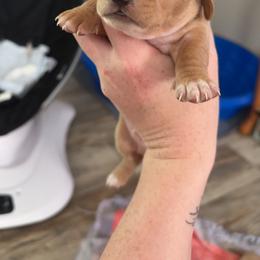 Dachshund Puppies from Maready Dachshunds