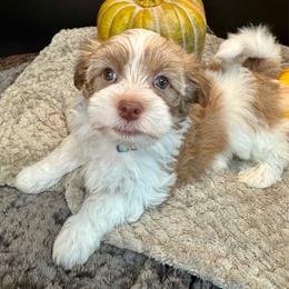 Arch Bridge - blue - Chocolate male Havanese puppy in Howard City, Michigan from Petite Joie Puppies