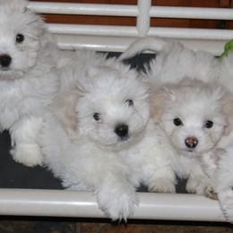 Cotons de Tulear and Pembroke Welsh Corgis from Marnac