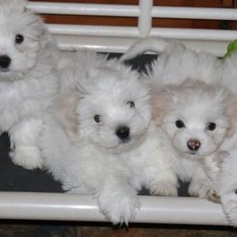 Cotons de Tulear and Pembroke Welsh Corgis from Marnac