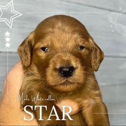 Goldendoodle Puppies from Goldie's Doodles