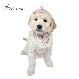 Amara - Cream female Goldendoodle puppy in Crawfordsville, Indiana from Winding Creek Ranch Doodles