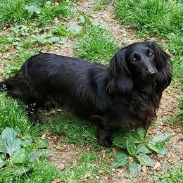 JADE - Dachshund