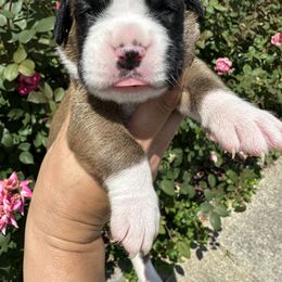 Boxer Puppies from Sweet Carolinas Boxer Babies