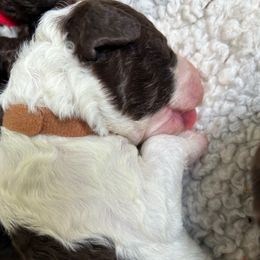 Brown Collar Boy - White and black male Spanish Water Dog puppy in Clementon, New Jersey from PitterPatterPuppiesNJ