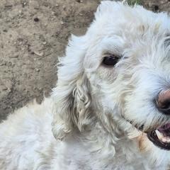 Chance - Double Doodle