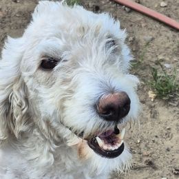 Chance - Double Doodle