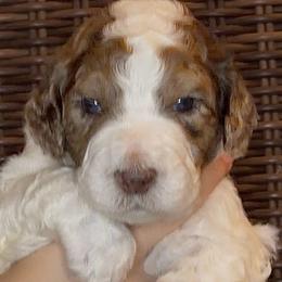 Cinder - Parti male Goldendoodle puppy in Wake Forest, North Carolina from Wake Forest Darling Doodles