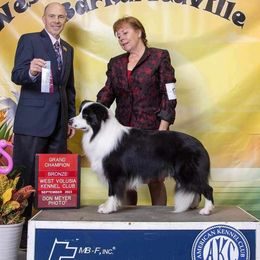 Trace - Border Collie