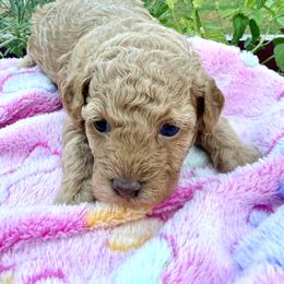 Poodle Puppies from Pet Guardian Smart Kennels, LLC