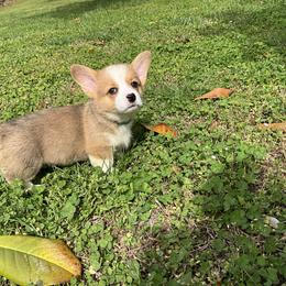 16 Green collar - White and fawn female Pembroke Welsh Corgi puppy in Port Republic, Maryland from Bestfurends
