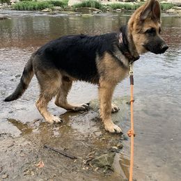 German Shepherds and Labrador Retrievers from Point to Point West