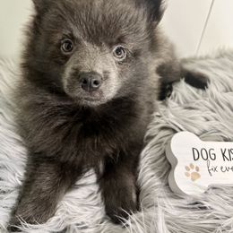 Pomeranian, Pomsky, and Toy Australian Shepherd Puppies from Blessed Little Paws