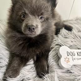 Pomeranian, Pomsky, and Toy Australian Shepherd Puppies from Blessed Little Paws
