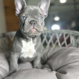French Bulldog Puppies from Fancy Frenchies