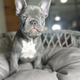 French Bulldog Puppies from Fancy Frenchies