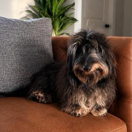 Ansley (Future Dam) - Dachshund