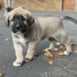 Chestnut Boy - Fawn male Anatolian Shepherd Dog puppy in Kalispell, Montana from Wild Rooster Family Farm (AKC Anatolians OFA Hips Tested)