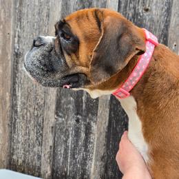 Callies Sweet Maple - Boxer