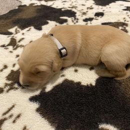Gray Collar - Light golden Golden Retriever puppy in Lucedale, Mississippi from Goode LOVIN’ Retrievers