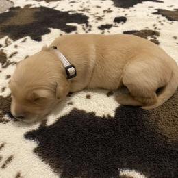 Gray Collar - Light golden Golden Retriever puppy in Lucedale, Mississippi from Goode LOVIN’ Retrievers