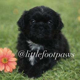 Cookies n Cream - Black and white female Shih Tzu puppy in Texas from Little Foot Paws 🐾