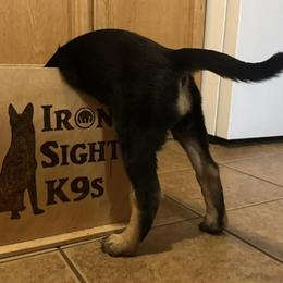 Belgian Malinois, Dutch Shepherds, Jagdterriers, and xDutch Shepherds from Iron Sight K9s