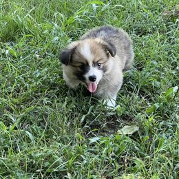 Teddy (Fluffy) - Red male Pembroke Welsh Corgi puppy in Griffin, Georgia from Rollnoaks & Cottontail AKC Pembroke Welsh Corgis