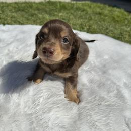 Dachshund Puppies from Dollhouse Doxies