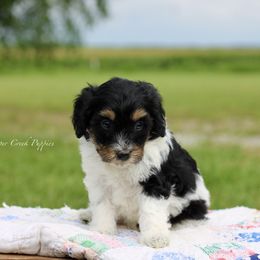Tamra - Tri-color female Bernedoodle puppy in Lowry City, Missouri from Cooper Creek Puppies