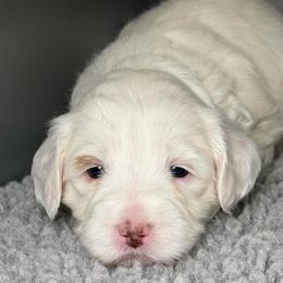 Sterling (Lime Green Collar) - Chalk female Australian Labradoodle puppy in Mount Gilead, North Carolina from Tillery Labradoodles