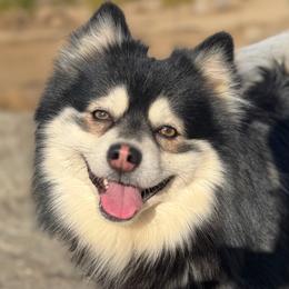 Inosuke - Pomsky