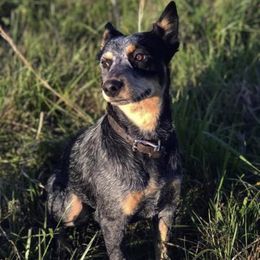 Mack  - Australian Cattle Dog