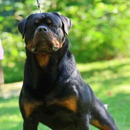 Case - Rottweiler
