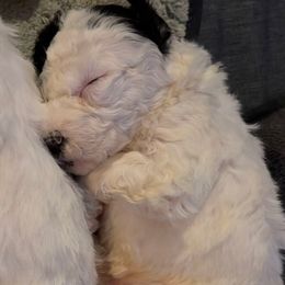 Prancer - Black and white male Bernedoodle puppy in Williamston, South Carolina from Sassy Bob’s Dogs
