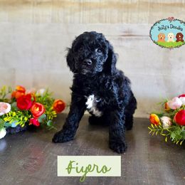 Fiyero - Black male Goldendoodle puppy in Lynn Haven, Florida from JoZy's Doodles