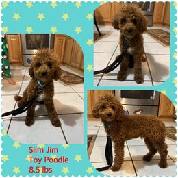 Slim Jim - Poodle