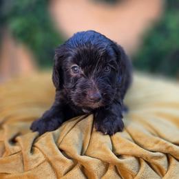 Dairy - Phantom male Goldendoodle puppy in Decatur, Tennessee from Diamond's Doodles