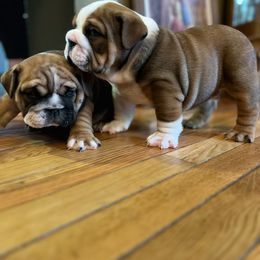 Bulldog Puppies from K&D Bulldogs