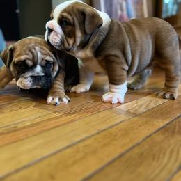 Bulldog Puppies from K&D Bulldogs