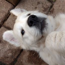 Golden Retrievers from Chantilly Rose Goldens